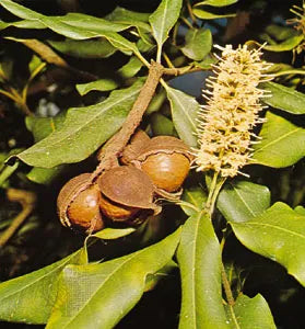 macadamia