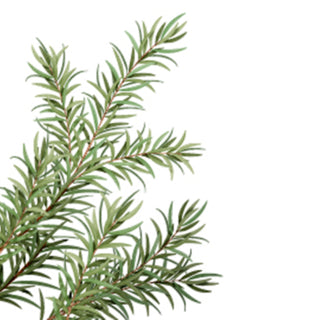 TEA TREE 